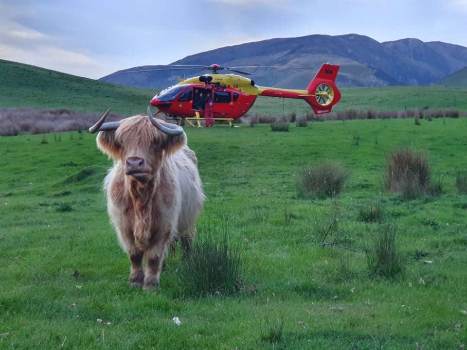 H145_and_bull